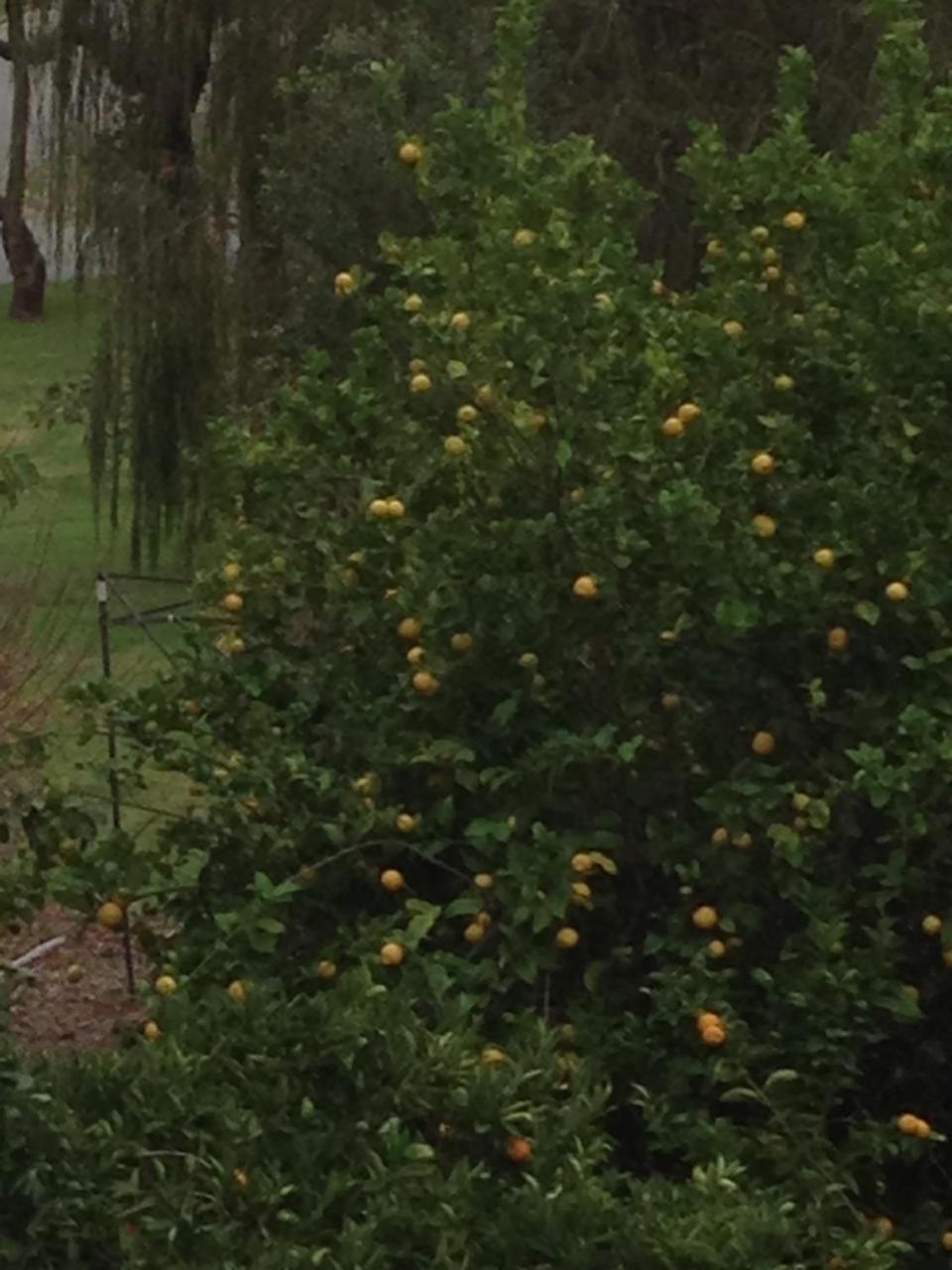 Bright & Beautiful Home On The Hills! Kelmscott Esterno foto